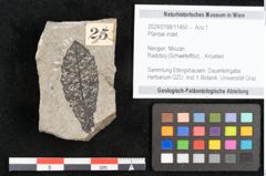 Foto (Objekt + Etikett) von Plantae indet.  (NHMW-GEO-2024-0188-11450)